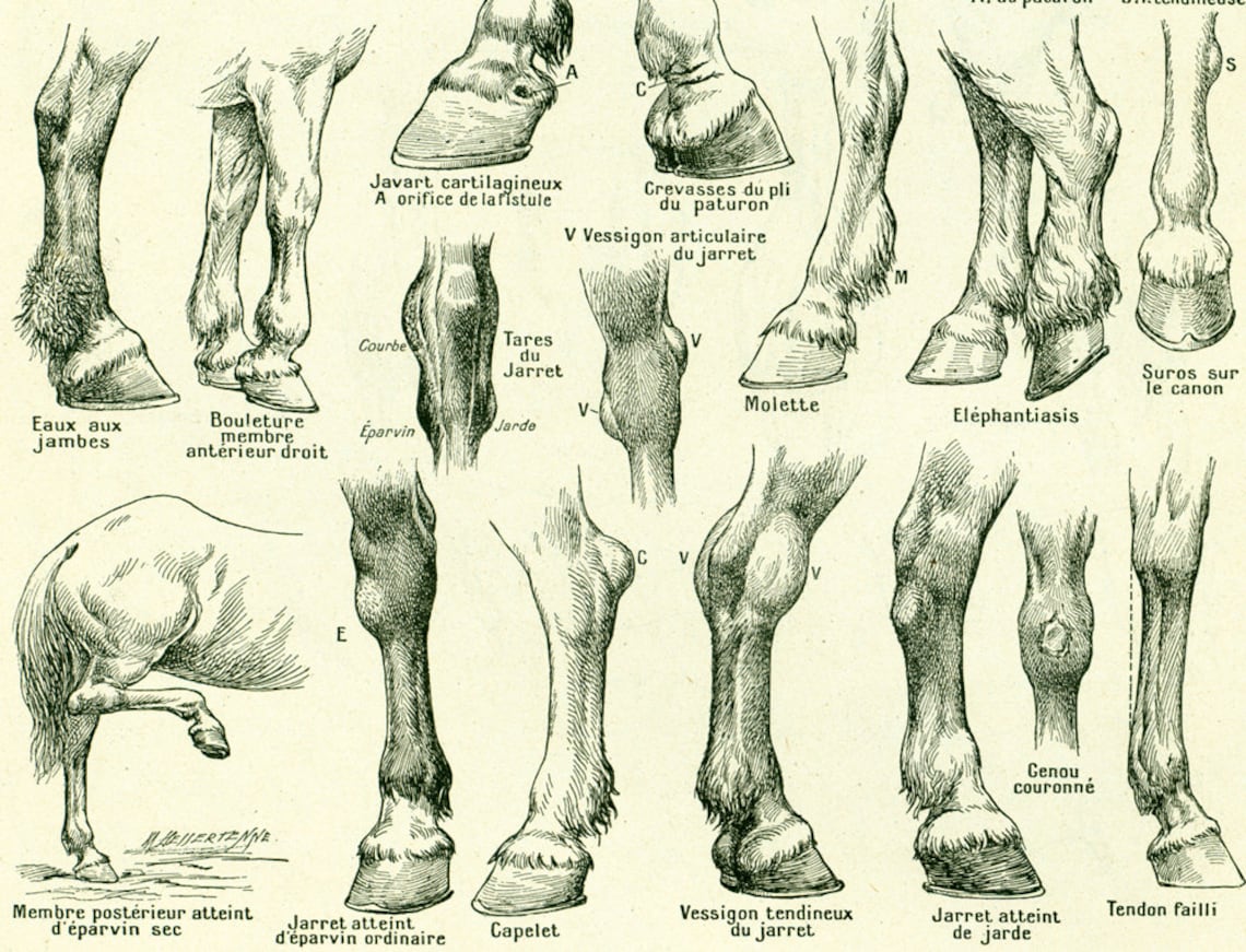 1922 Antique Anatomy Print Horse Hoof. Horse Identification Etsy