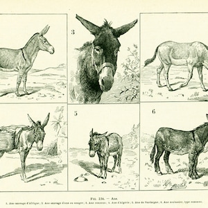 1922 ANE Domestique Commun, ONAGRE Ane Sauvage d'Afrique, d'Algérie, de Sardaigne, Planche illustrée Larousse