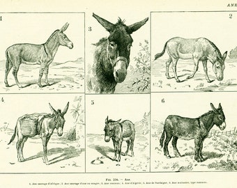 1922 Antique DONKEY Print. Vintage FRENCH PRINT. Scrapbooking. Larousse illustration. French Country vintage