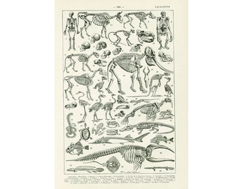 1930 Skeleton mammals Elephant Whale Snake Fish Buffalo, Authentic 1930s print