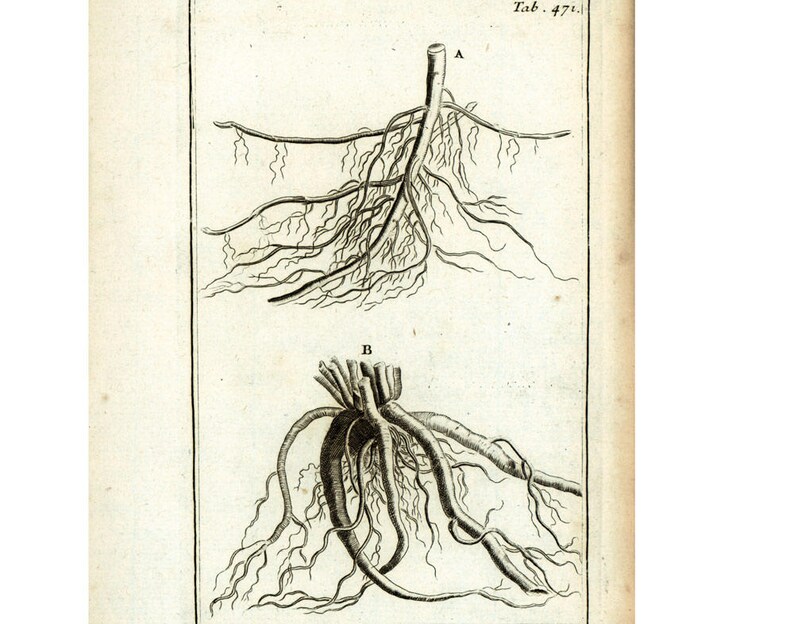1797 Roots Rhizome Stem Flower Bistort Antique Botanical Lithograph Natural History Wall Art Home Decor