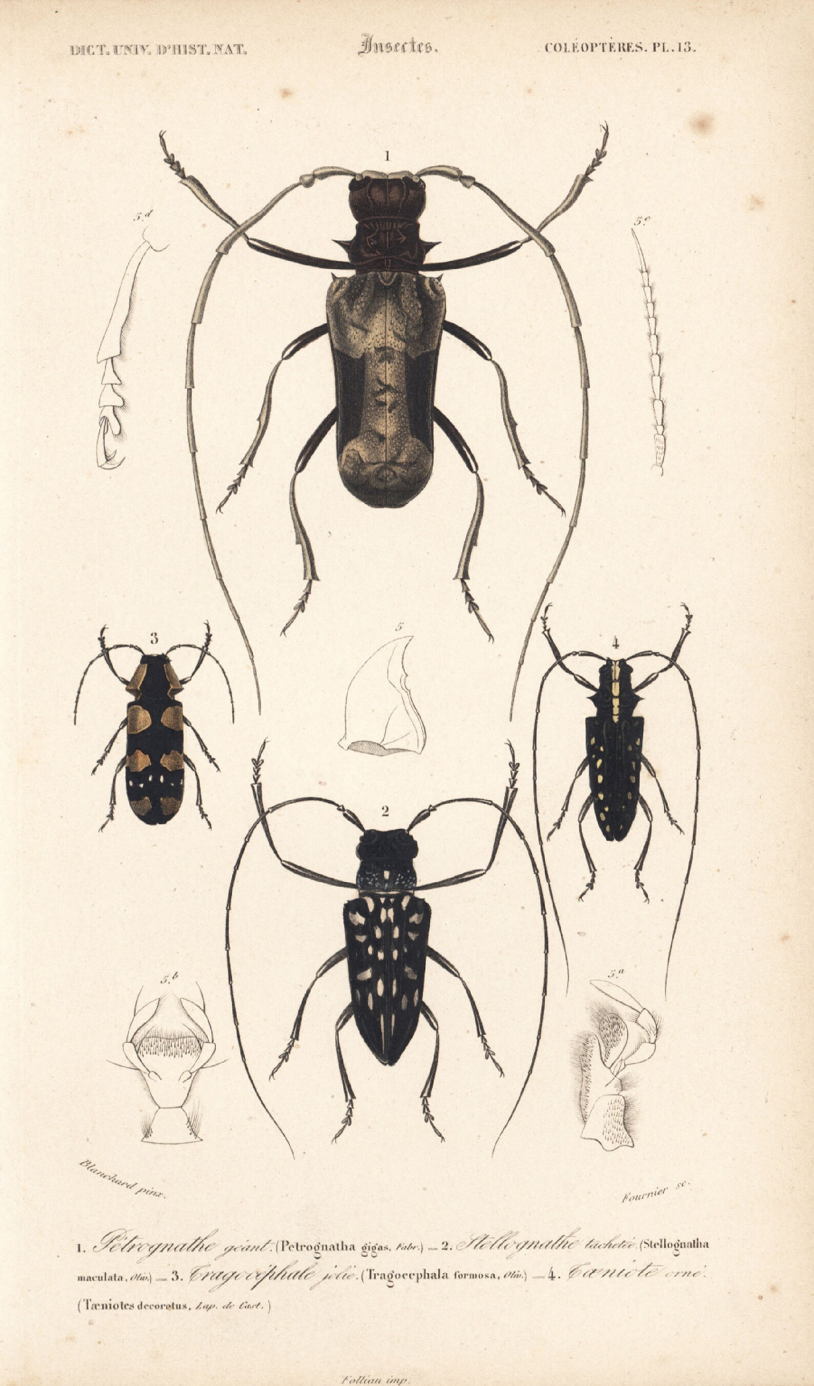 1839 - Insectes divers et Guèpe poliste