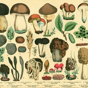 1885 Morels Bolete Cep Truffle Fungus Antique Botanical Print Chart Poster original Lithograph Natural History Botany framing decor image 2