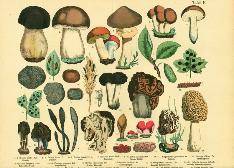 1885 Morels Bolete Cep Truffle Fungus Antique Botanical Print Chart Poster original Lithograph Natural History Botany framing decor image 2