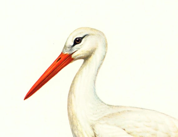 3羽のコウノトリ 水彩画風 アート 1969年 コウノトリのイラスト 水鳥用ウェーダー。ヴィンテージ鳥類学壁