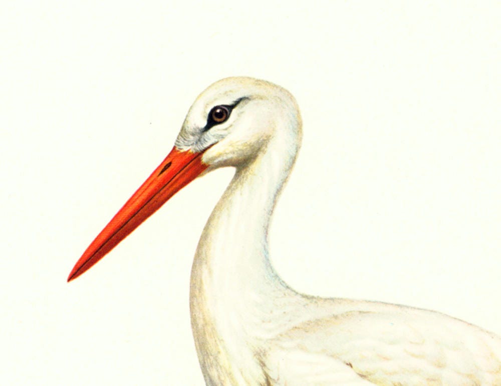 1969年 コウノトリのイラスト 水鳥用ウェーダー。ヴィンテージ鳥類学壁