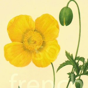Welsh Poppy Flower print LARGE SIZE by Pierre Joseph Redoute Botanical French Vintage Print Wall Art To Frame home decor