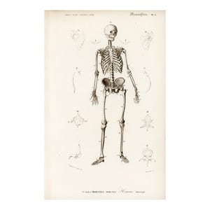1861 Human Skeleton, Anatomy Antique Engraving, Ancient lithograph, ANATOMY WALL ART, Gift for Cabinet Doctor, Medicine Student