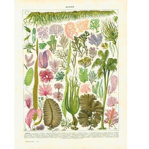 1933 Algas, Junta de identificación Larousse de Botánica, Ficología, Algología, Plantas acuáticas marinas