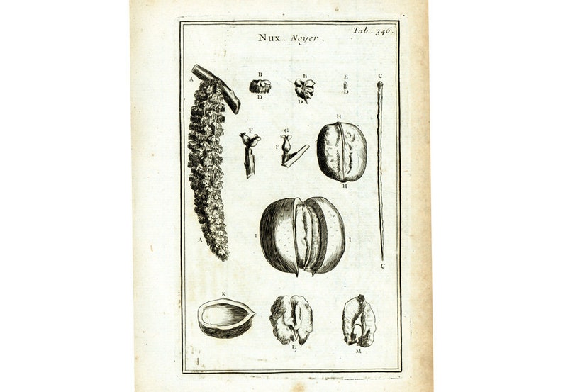 1797 Walnut Catkins Hardwood Trees Botanical Print Original Etsy