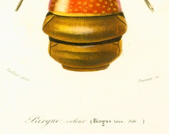 1839 - Crabe ranine et insectes