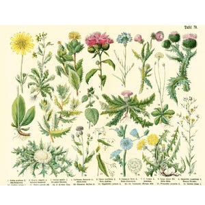 1885 Asteraceae Distels Paardenbloemen Arnica Witte cichorei Geneeskrachtige plant Farmacopee Fytotherapie Originele botanische plaat