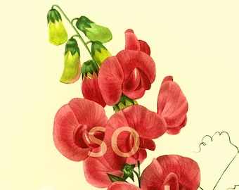 Sweet Pea Lathyrus latifolius LARGE SIZE Redoute Botanical Print Wall Art Home Decor Framing