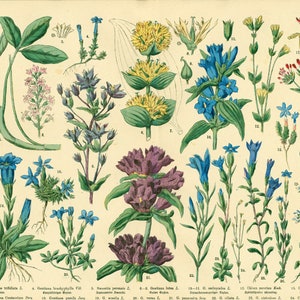 1885 Gentianaceae Medicinal Plant, XL Chart Periwinkle Gentian Viola, Herbs Herbal Botanical Lithograph Print Wall Art Home Decor Framing