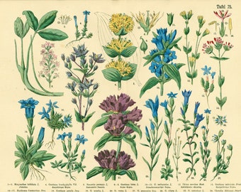 1885 Gentianaceae Medicinal Plant, XL Chart Periwinkle Gentian Viola, Herbs Herbal Botanical Lithograph Print Wall Art Home Decor Framing