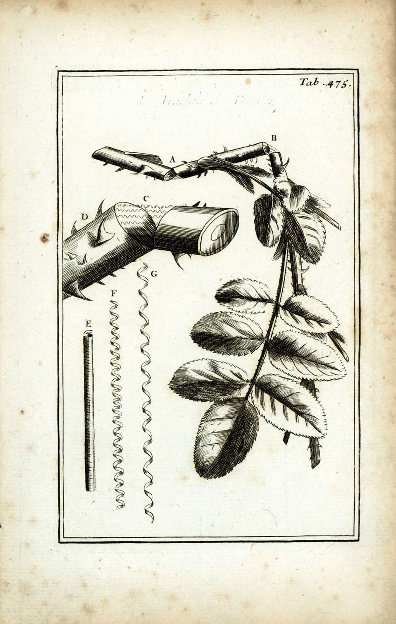 Pode incluir: Uma ilustra&ccedil;&atilde;o em preto e branco de um caule de rosa com espinhos, folhas e um close-up do caule mostrando sua estrutura. A imagem &eacute; rotulada com as letras A a G.