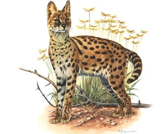 1974 Serval vintage illustration, Cat Art Print, Wild animal, painting