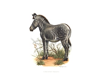 1974 Imperial Zebra vintage illustration, Zebra Art Print, Wild animal, painting