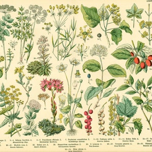1885 Sedum Acre sempervivum Ribes Cornus Seringat Wilde Sukkulenten Original botanischer Teller