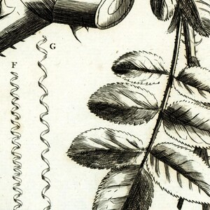 Pode incluir: Uma ilustra&ccedil;&atilde;o em preto e branco de um caule de rosa com espinhos, folhas e um close-up de um caule com espinhos. A ilustra&ccedil;&atilde;o &eacute; rotulada com as letras E, F e G.