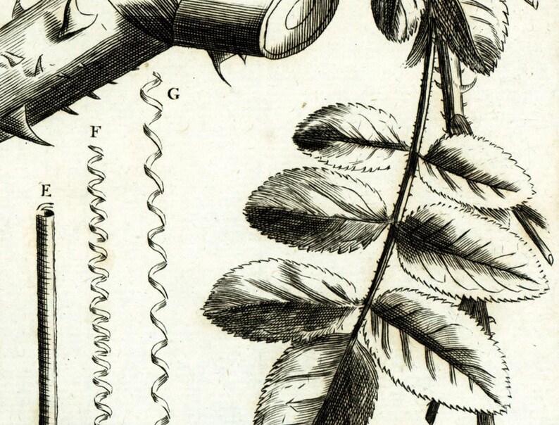 Pode incluir: Uma ilustra&ccedil;&atilde;o em preto e branco de um caule de rosa com espinhos, folhas e um close-up de um caule com espinhos. A ilustra&ccedil;&atilde;o &eacute; rotulada com as letras E, F e G.