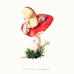 1962 Rosy russula Fungi Art print. Fungus Wall Art. Mushroom vintage print. Mycology illustration image 1