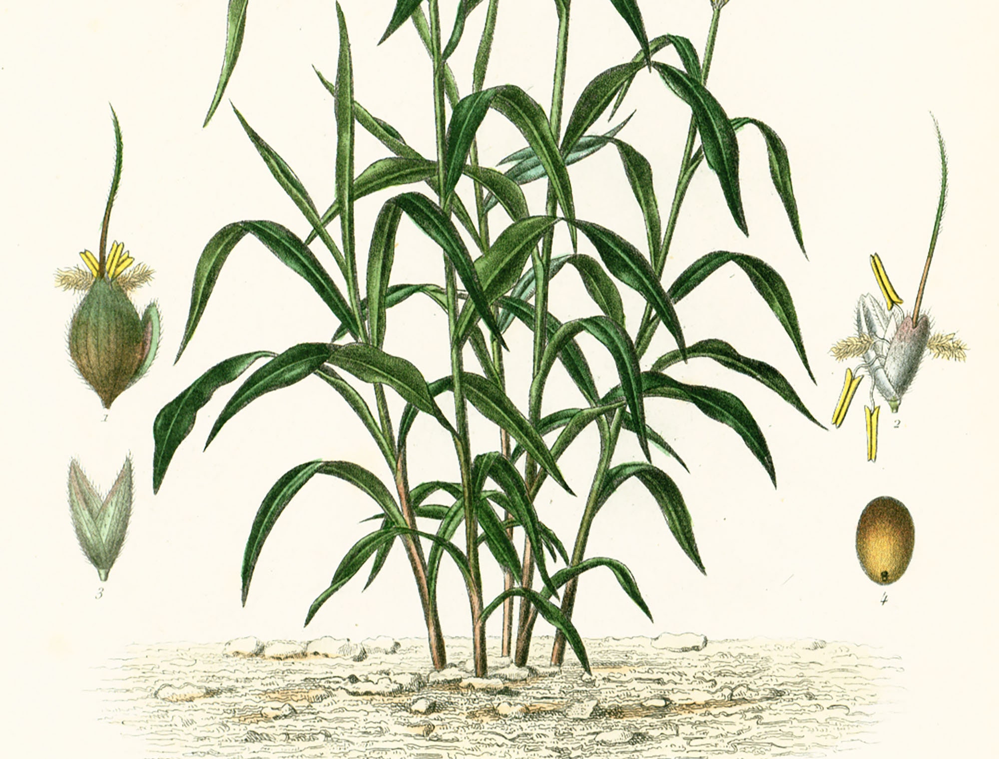 1864 Antique Great Millet Grass Plant Print Natural Etsy