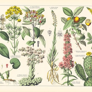 1869 Cactus Opuntia Houseleek sempervivum Reseda Seringa Euphorbia Aigremoine Flor Clavo clavo clavo de olor Planta medicinal Aromática