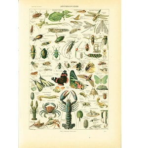Könnte beinhalten: Eine antike Lehrtafel, die verschiedene Arten von Gliederfüßern zeigt, darunter Insekten, Krebstiere und Spinnentiere. Die Tafel zeigt detaillierte Illustrationen jedes Gliederfüßers mit seinen wissenschaftlichen und gebräuchlichen Namen, die auf Französisch beschriftet sind.