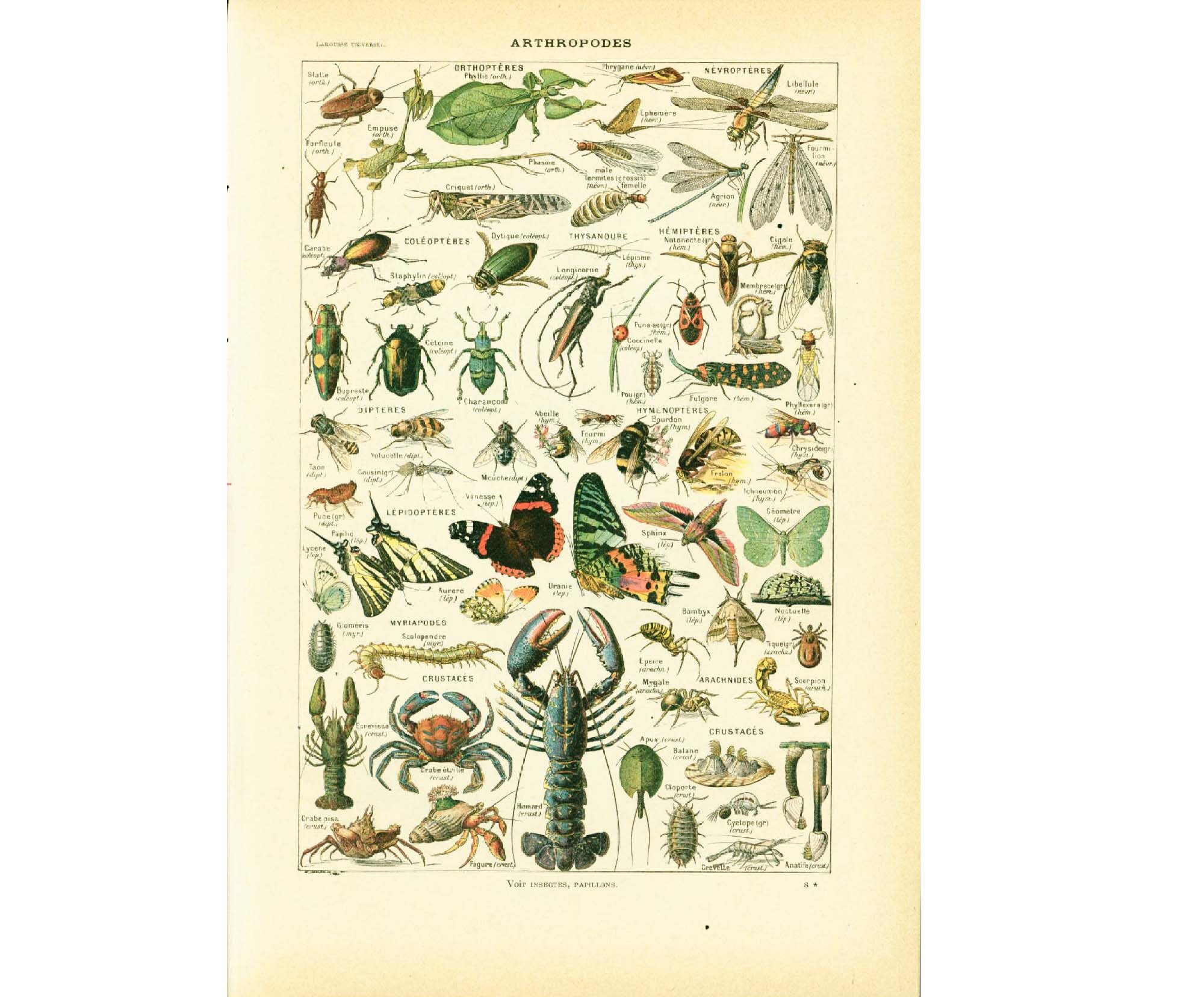 1930 Arthropodes Antique Print Butterflies Bugs Lobsters Larousse ...