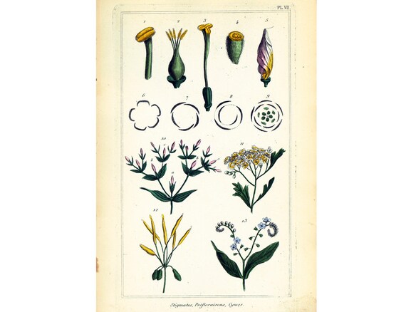 1872 Blutenstande An Bord Botanische Blumen Gravur Ursprunglichen Medizinischen Pflanzen Heilpflanzen