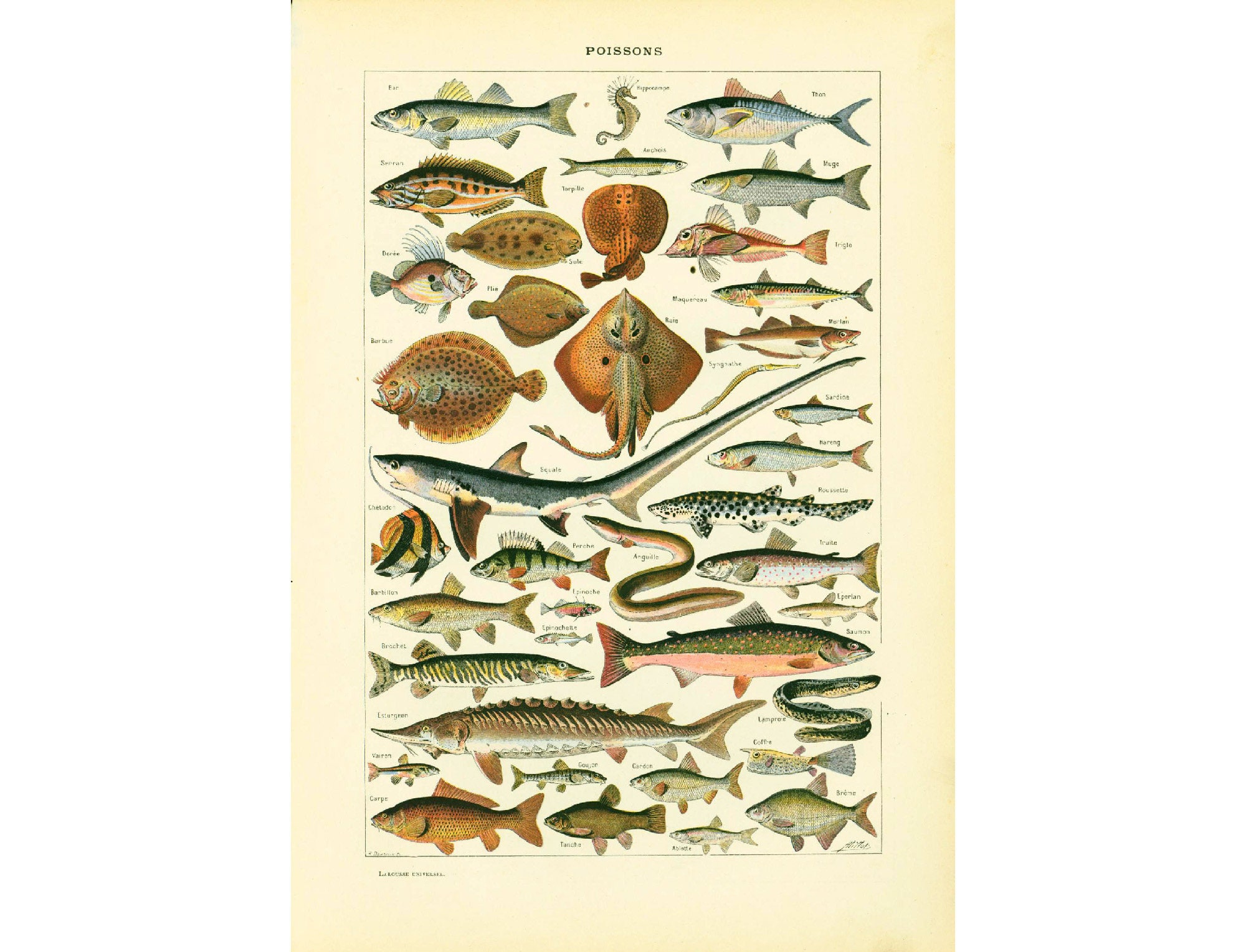 Fish Species Chart -  Canada