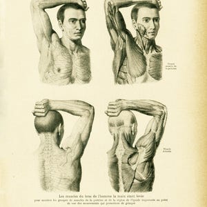 1908 Antique Muscles Hand Arm Shoulders Print Skeleton Tatoo - Etsy