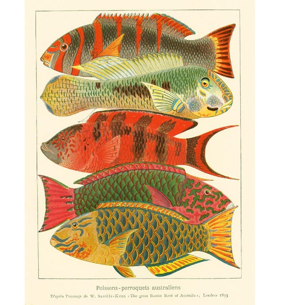 1908 Australian Parrotfish print, Original Antique print, Vintage fishing poster