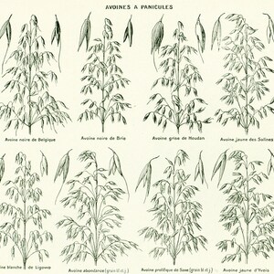 Puede incluir: Ilustración botánica de diversas variedades de avena, con etiquetas en francés. La imagen presenta dibujos detallados de plantas de avena, incluyendo Avoine noire de Belgique y Avoine noire de Brie, junto con sus espigas y granos individuales.