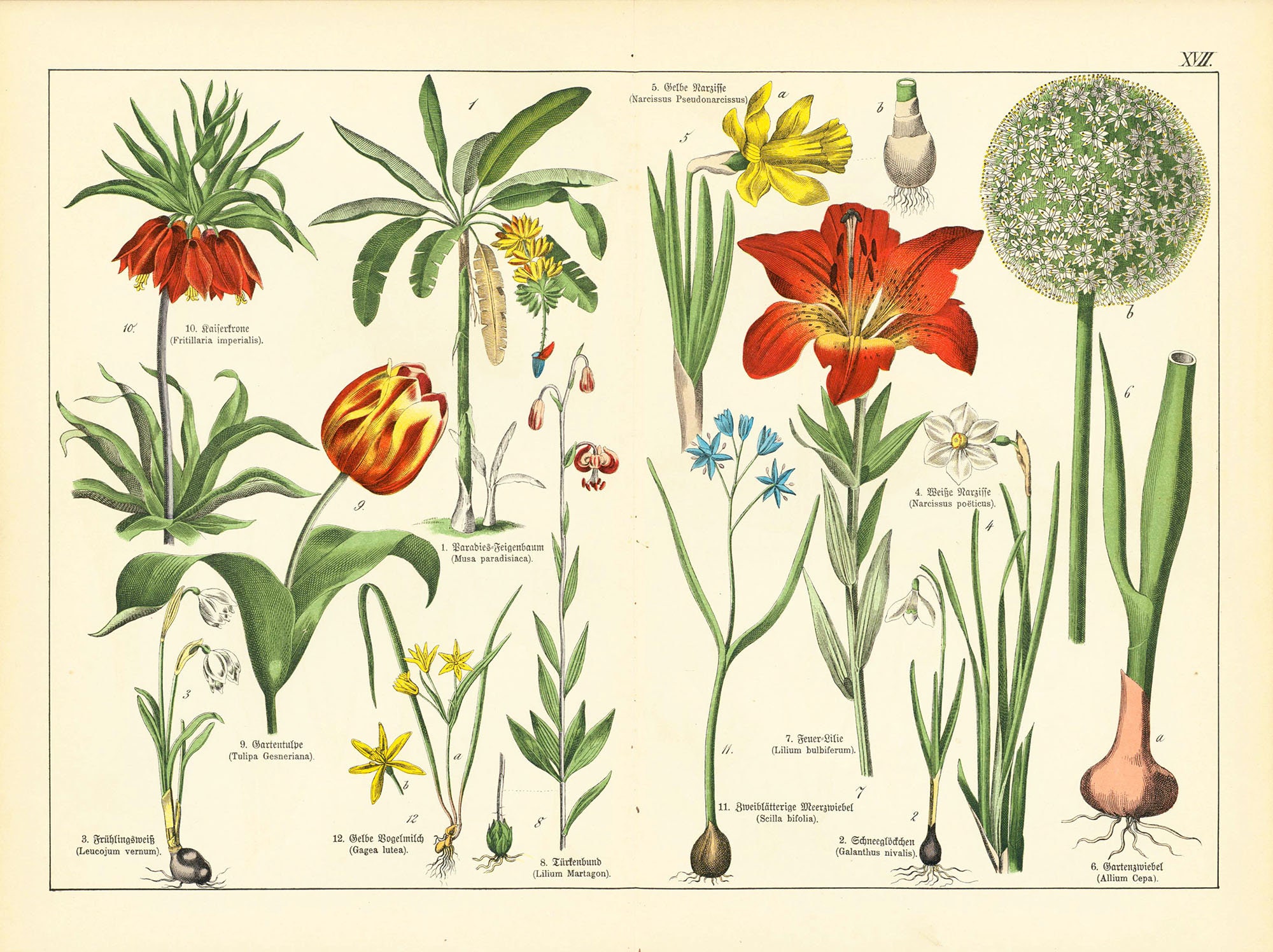 1869 Musa Feuilles Bananier Tulipe Lis Martagon Fritillaire Jonquille Couronne Impériale Ancienne Pl