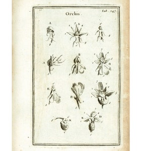 1797 Antique Ophrys Bee Orchids Flower Print Botanical Natural History Wall Home Decor