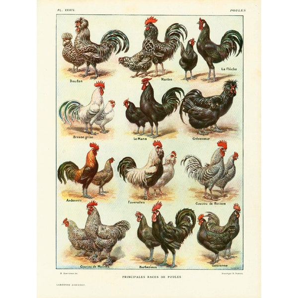 1922 Anciennes Races de poules. Planche illustrée Larousse. Illustration Animaux Ferme Basse-Cour. Planche originale