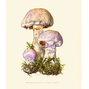May include: A vintage illustration of three purple mushrooms with brown stems growing in a bed of green moss. The illustration is labeled "Cortinaire à odeur de bouc - Cortinarius traganus Fr."