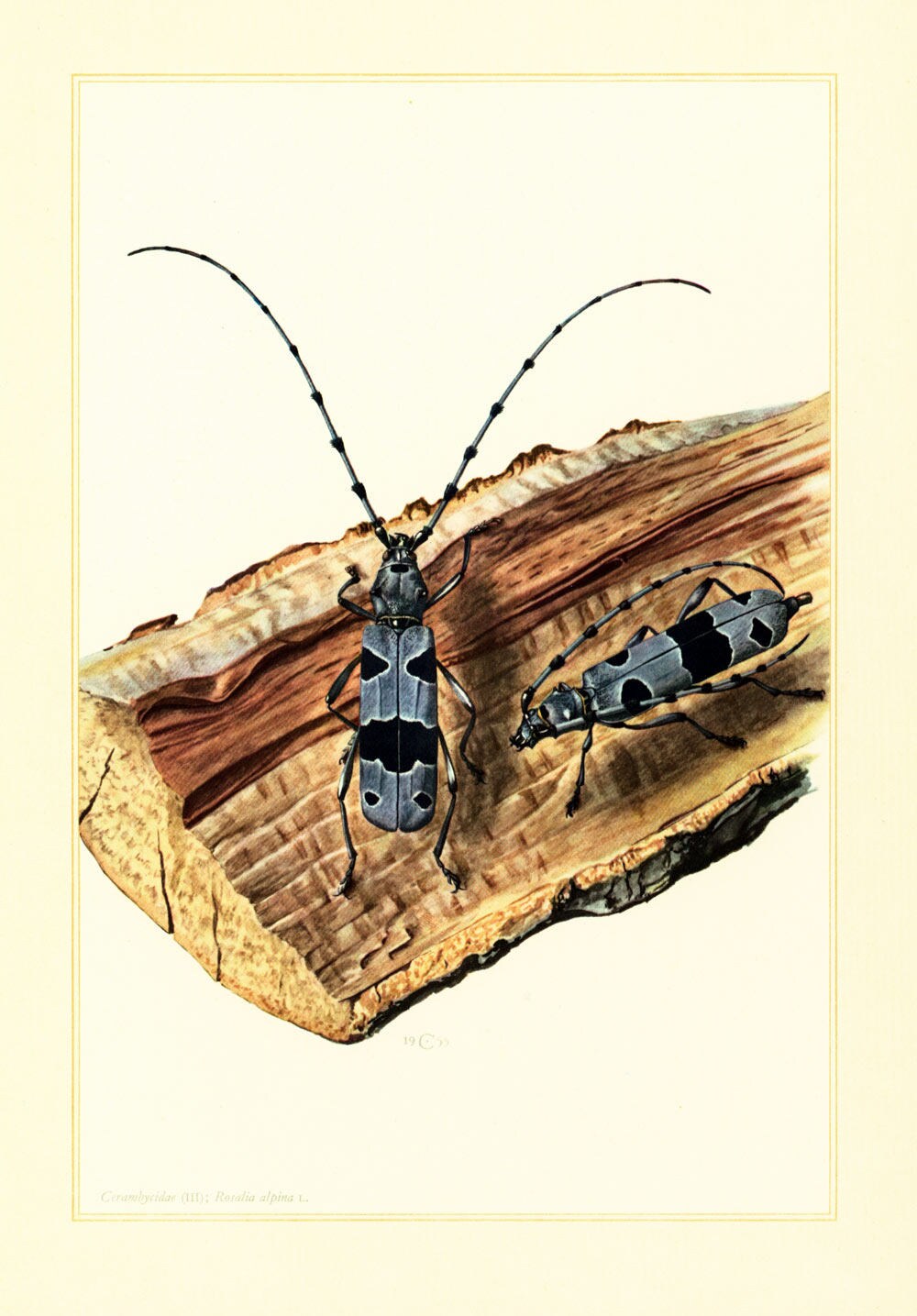アート・デザイン・音楽 IL CERVo VOLANTE (Coleoptera lucanidae) 1960 Vintage Timberman Beetle Print. Coleoptera Illustration