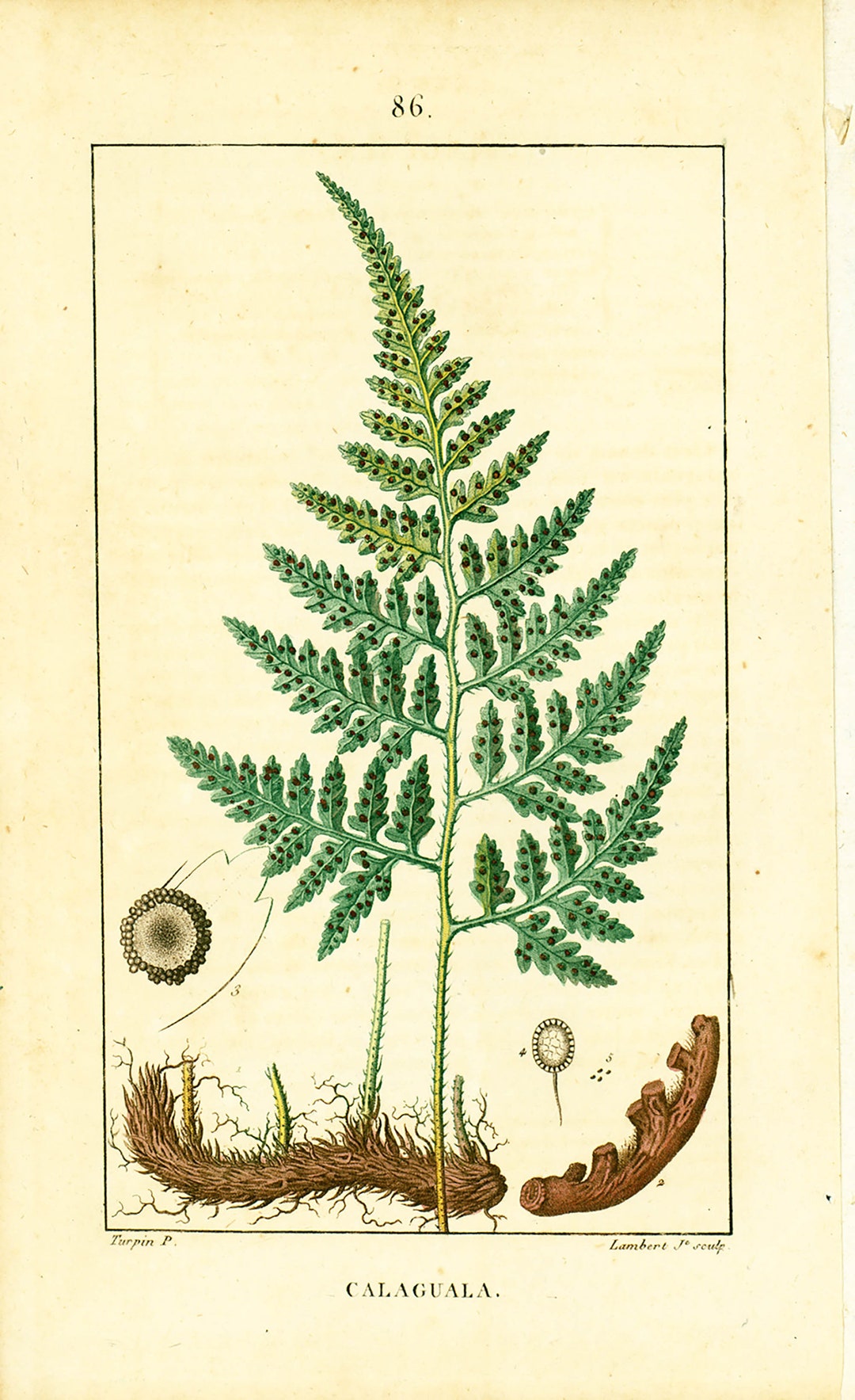 1831 Calaguala Feuille Fougère Planche Botanique Ancienne Flore