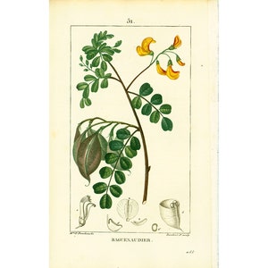 Puede incluir: Una ilustración botánica de una planta con hojas verdes y flores amarillas. La planta está etiquetada como "Baguenaudier."