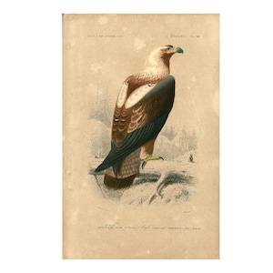Águila imperial de 1861, placa de Orbigny, fauna silvestre de Norteamérica, ave rapaz, edición francesa antigua.