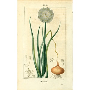 1814 Antique Onion Print Vegetable Veggie Fruit Plant Natural History Botanical Botany Wall Art framing Home decor