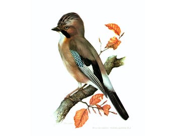 1961 Eurasian Jay, Siberian Jay, vintage Bird Print, Ornithology, nature wall art