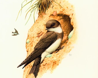 1969 Bank Swallow, Sand Martin, vintage illustration Bird Print, Ornithology, nature wall art, Natural history