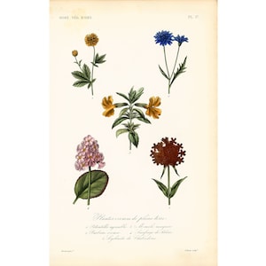1864 Centaur bosbes Barbet Saxifrage Potentille Flower Original Botanical plank gravure 160 jaar oude medicinale planten