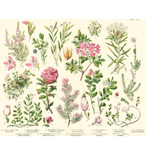 1885 Ericaceae Heide Azalea's Rododendrons, Wilde Planten Originele Botanische Plaat