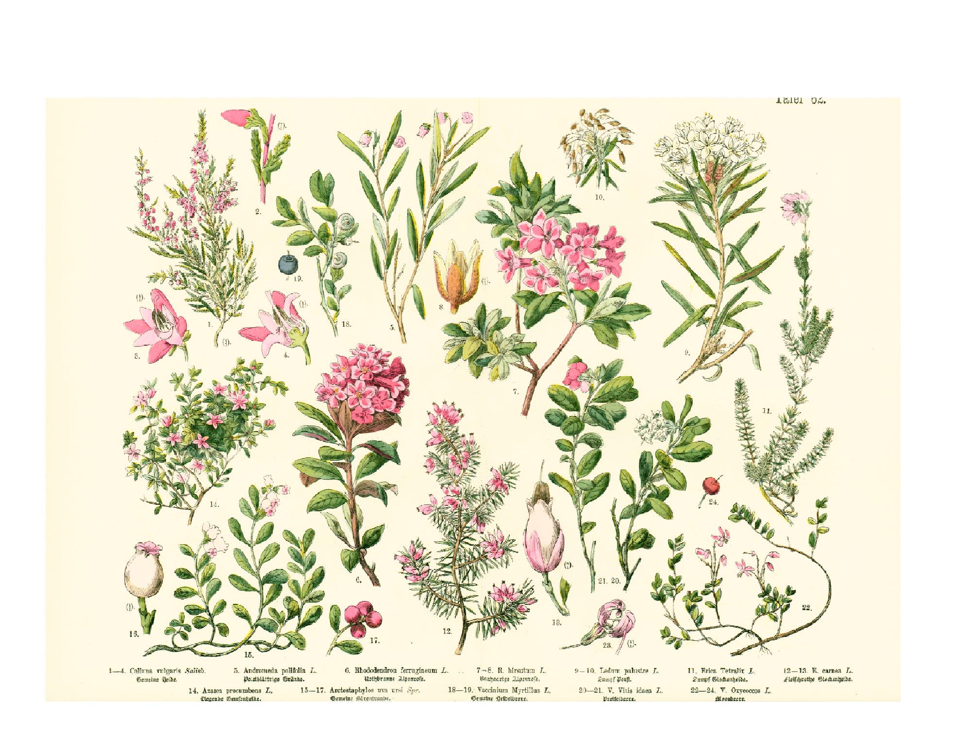 1885 Heather family Chart Erica Rhododendron, Antique Botanical print Authentic Framable Art