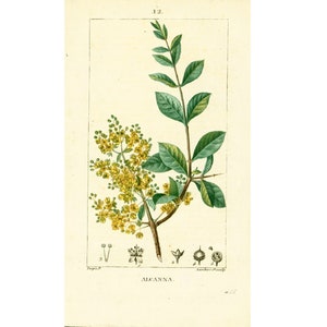 Könnte beinhalten: Eine botanische Illustration einer Pflanze mit gelben Blüten und grünen Blättern. Die Pflanze ist mit "Alcanna" beschriftet.